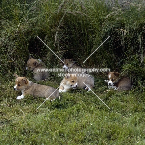 group of pembroke corgi puppies lying in long grass