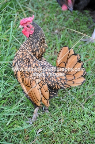 golden Sebright Bantam chicken on grass