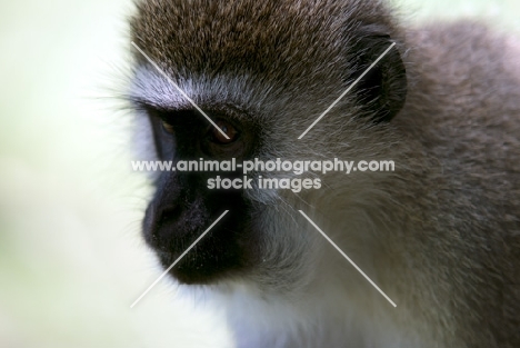 vervet monkey portrait