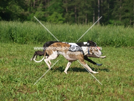 two Whippet dogs racing