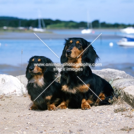 standard and miniature long haired dachshunds sitting by the sea shore