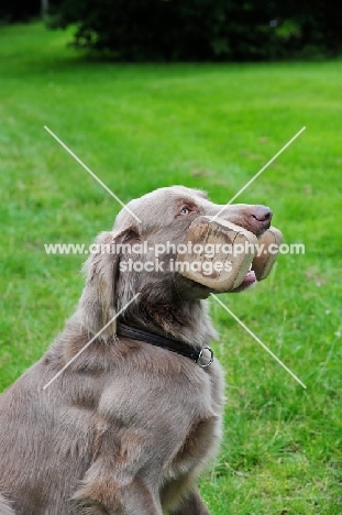 Weimaraner with dumbbell