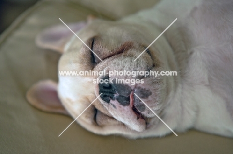 French Bulldog puppy sleeping, colour: honey pied