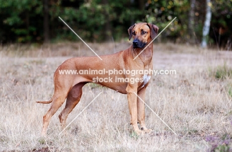 Rhodesian Ridgeback