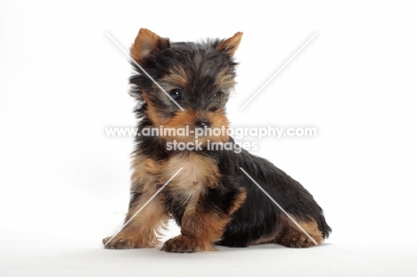 cute Yorkshire Terrier puppy sitting on white background