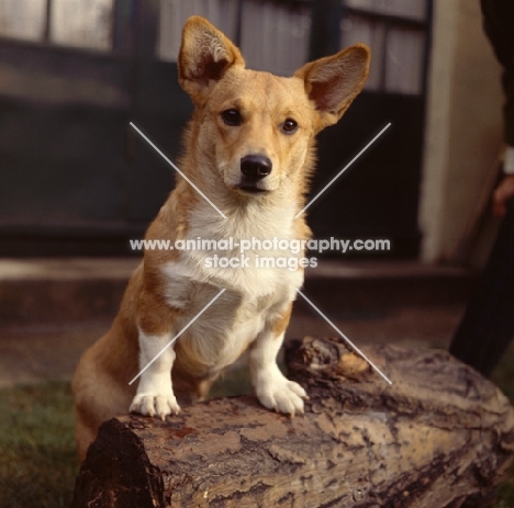 Corgi dog sitting on log