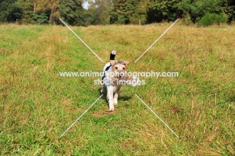 Parson Russell Terrier retrieving