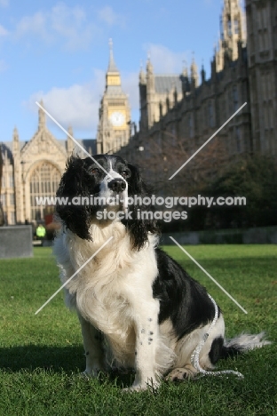 English Springer Spaniel outside the Houses of Parliament