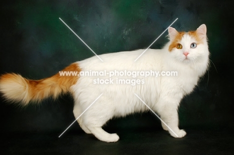 turkish van cat, side view