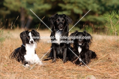 three Markiesje dogs (aka Dutch Tulip Hound)