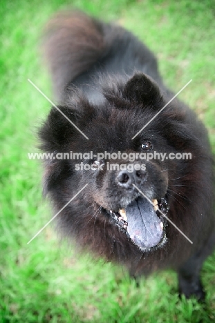 black chow chow with mouth open