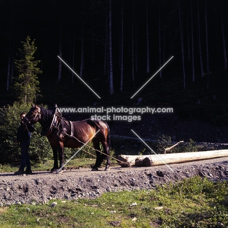 working noric horse with load of logs in austria