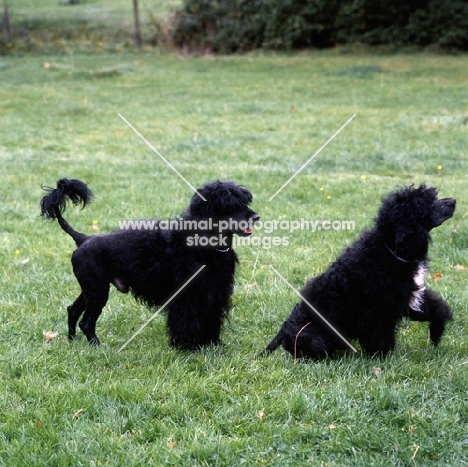 two portuguese water dogs on grass