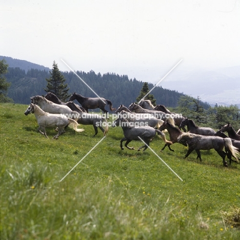 Lipizzaner colts cantering in summer pasture at stubalm, piber