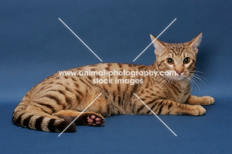 Ocicat crouching, Chocolate Spotted Tabby colour