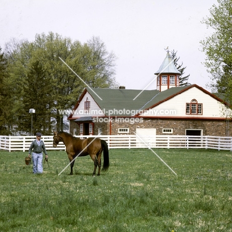 high ideal,  standardbred, with handler catching him in stallion paddock at almahurst farm kentucky