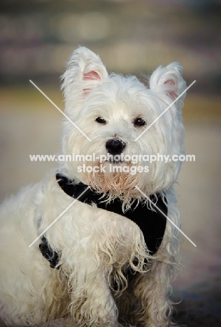 West Highland White Terrier in harness