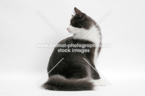 male Norwegian Forest cat, looking back, blue smoke & white