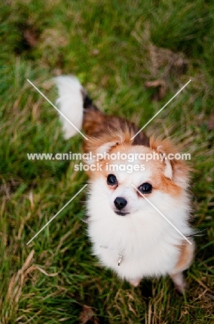 long-haired Chihuahua looking up at camera