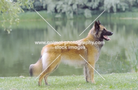 Belgian Sheepdog - Tervueren, side view