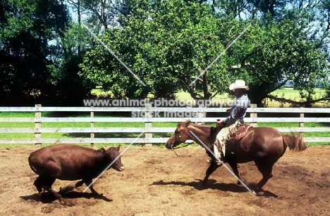 quarter horse, cowboy and calf