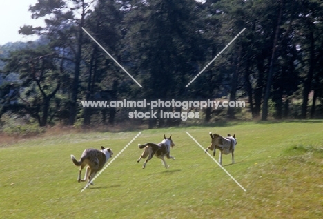 3 smooth collies, all galloping with hind feet in the air