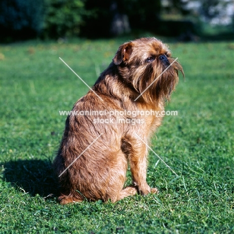 rough coated griffon bruxellois