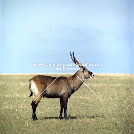 waterbuck side view