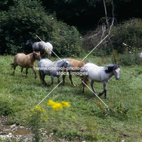 Highland Ponies at Nashend walking in a meadow high angle view 