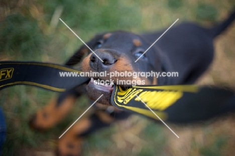 beauceron puppy playing with camera strap