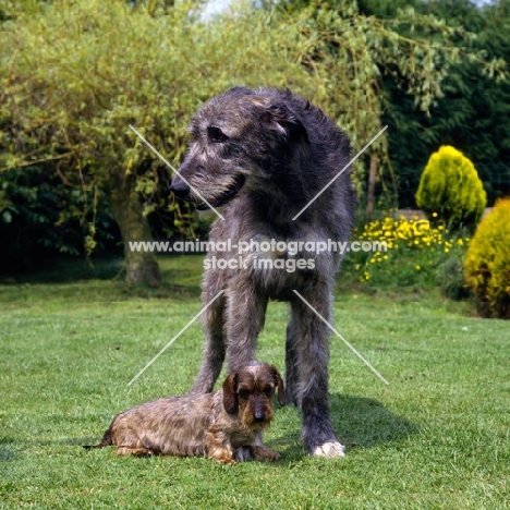 ch sovryn of drakesleat and ch drakesleat easy come,  irish wolfhound and miniature wire dachshund in a garden