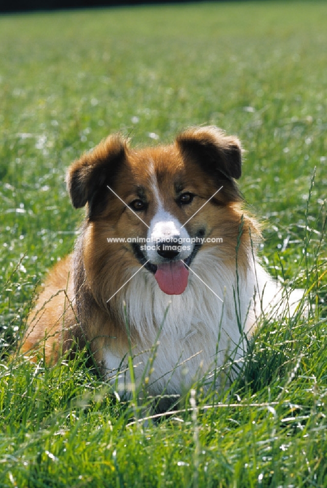 Welsh Sheepdog (aka Welsh collie), in field