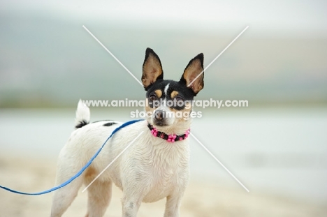 Toy Fox Terrier