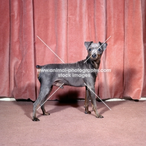 miniature pinscher in front of curtain