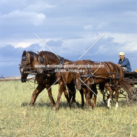 tachanka, with 4 Don geldings