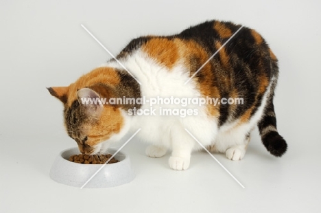 non pedigree tortie and white cat smelling food
