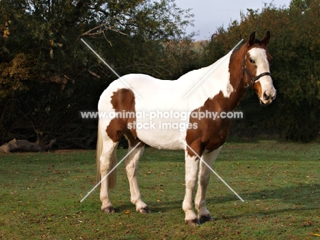 Cob standing on grass