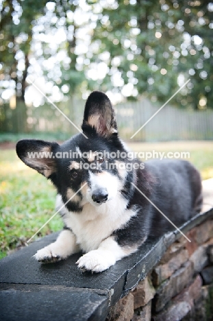 pembroke welsh Corgi lying on stone wall