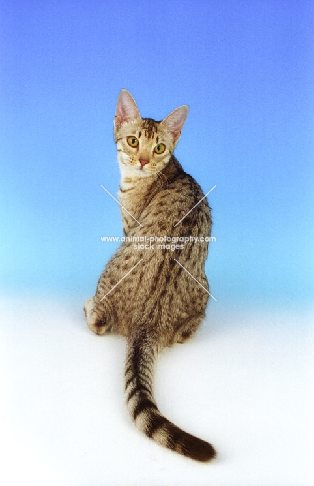 chocolate and silver spotted ocicat 