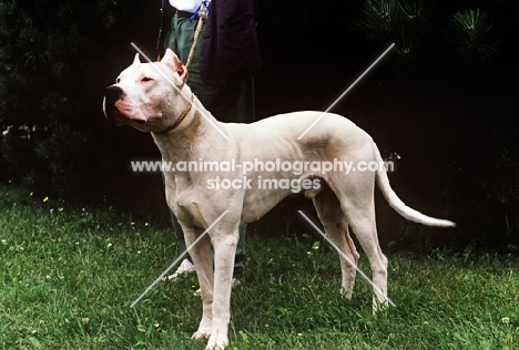 dogo argentino