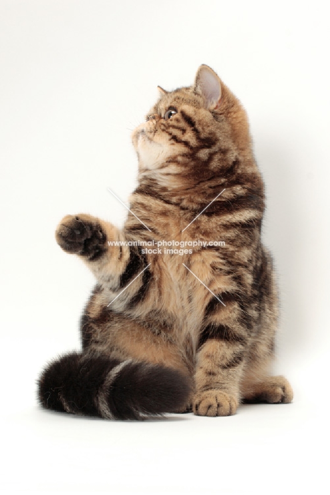 Exotic Shorthair one leg up, brown classic tabby colour
