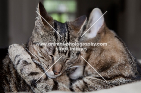 One tabby cat cuddling another tabby cat