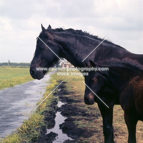 Friesian mare and foal standing by drainage ditch in Holland