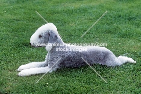 bedlington terrier lying on grass