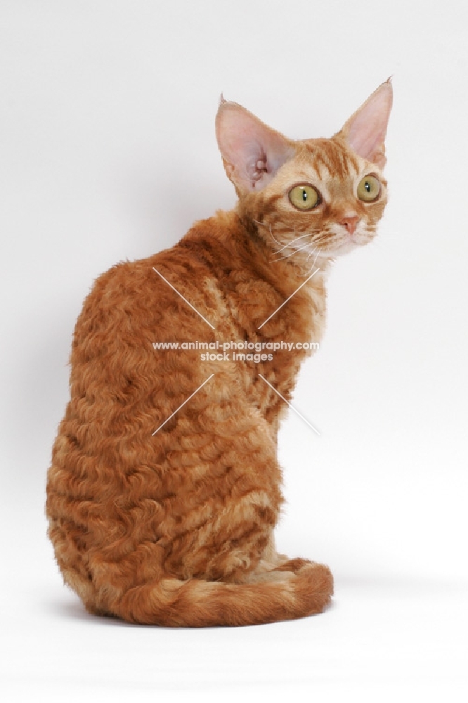 Devon Rex on white background, back view, red classic tabby