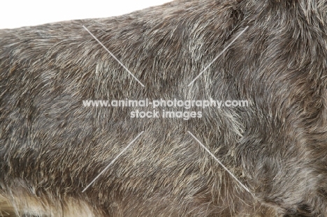 Wirehaired Dachshund coat