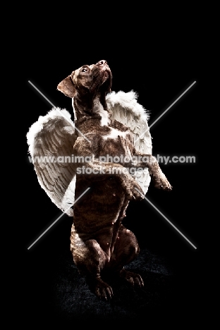 nine month old Dogo Canario dog standing on hind legs, dressed up as angel