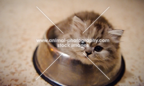 Scottish Fold kitten in food bowl