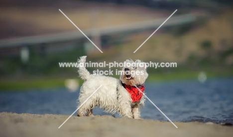 West Highland White Terrier