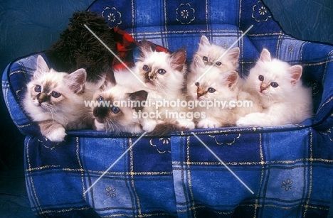 6 Birman kittens